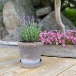 Bergs Potter Københavner Pot Grey 14 cm m/skål