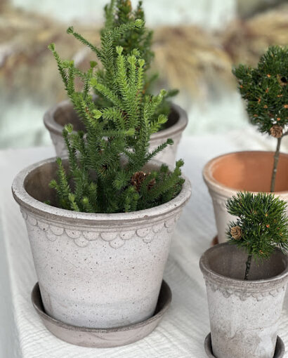 Mr. Plant Gran med kongle i potte