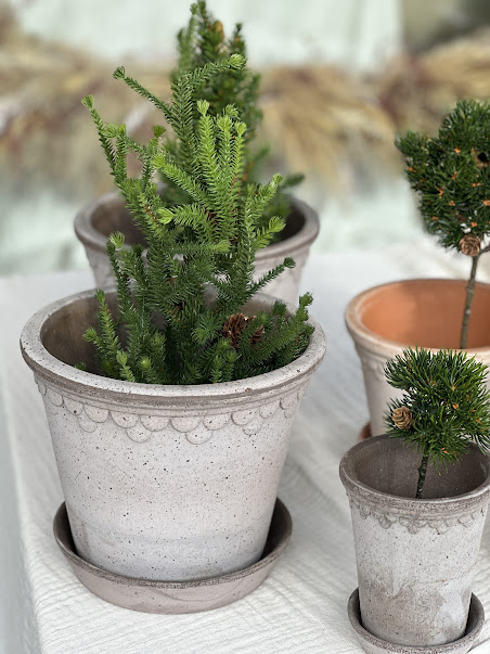 Mr. Plant Gran med kongle i potte