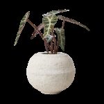 Affari Cream Pot Offwhite Ø21xH19 cm