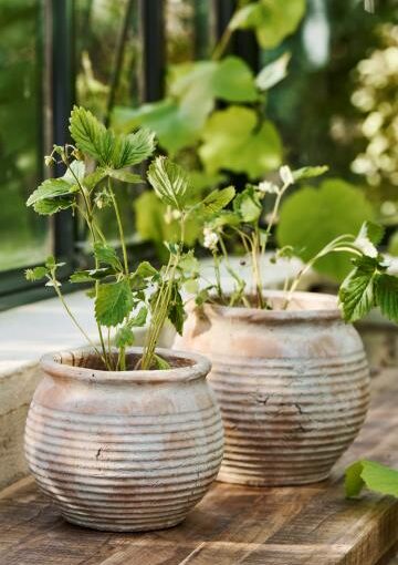 Ib Laursen Laura Pot